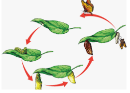 life cycles 2