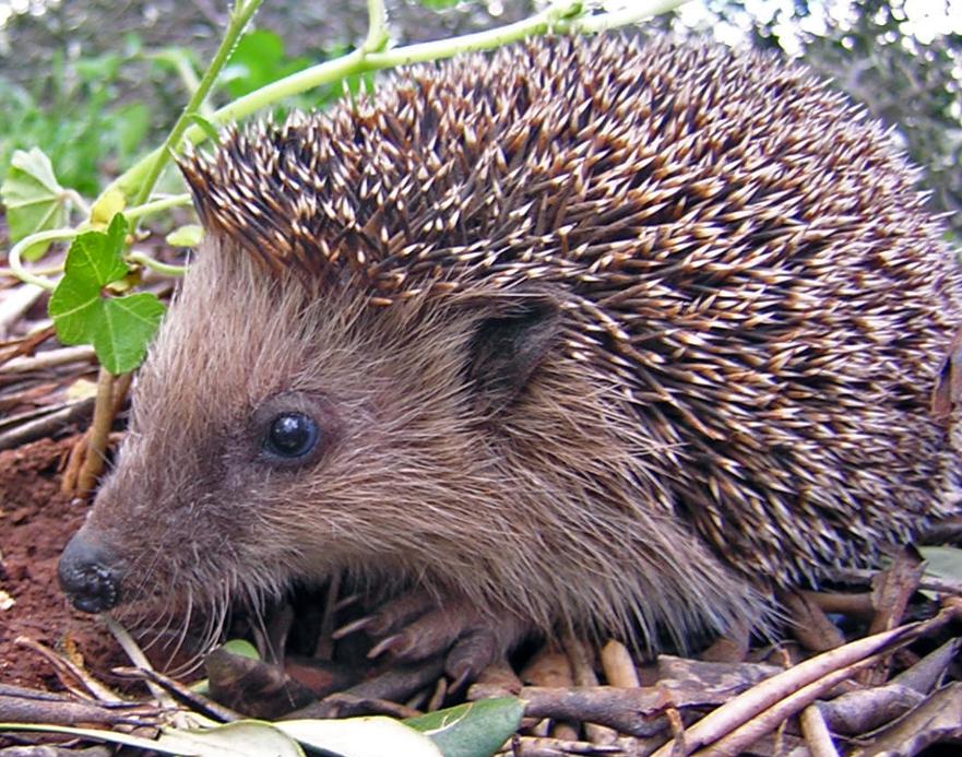 pic hedgehog