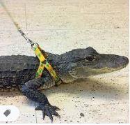 pic croc