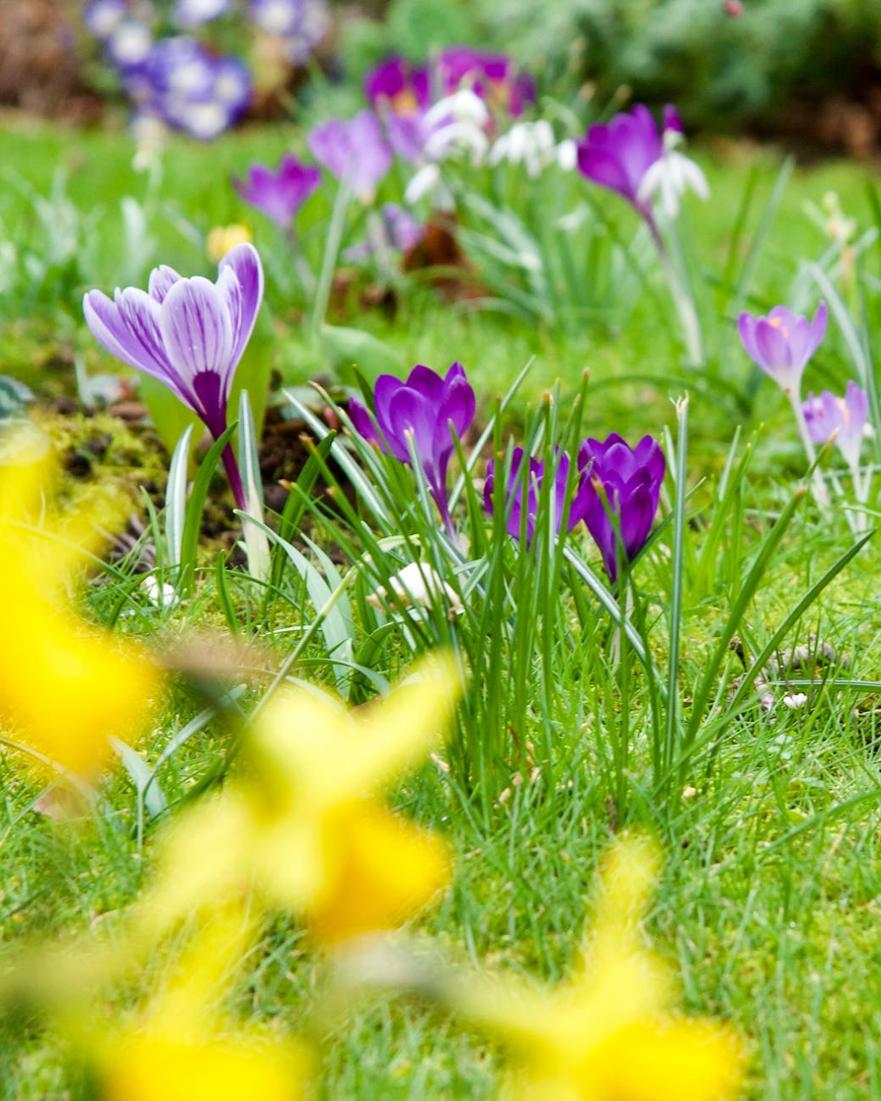 spring flowers